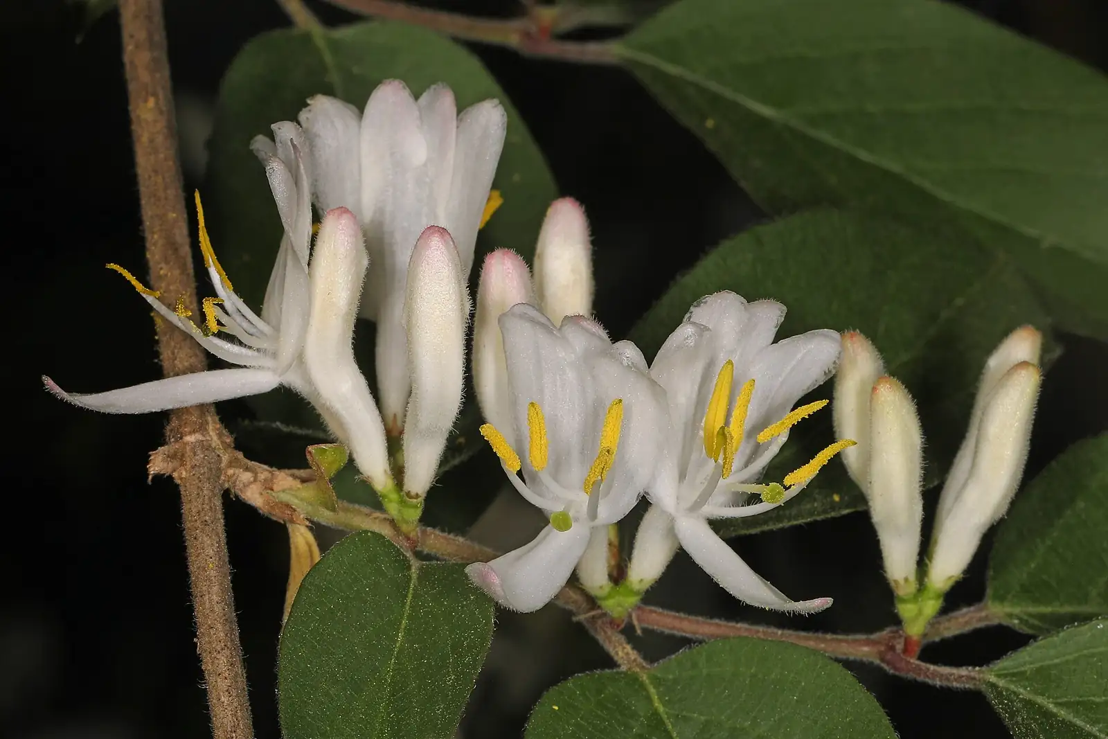 金银忍冬 (Lonicera maackii) — 环境展示