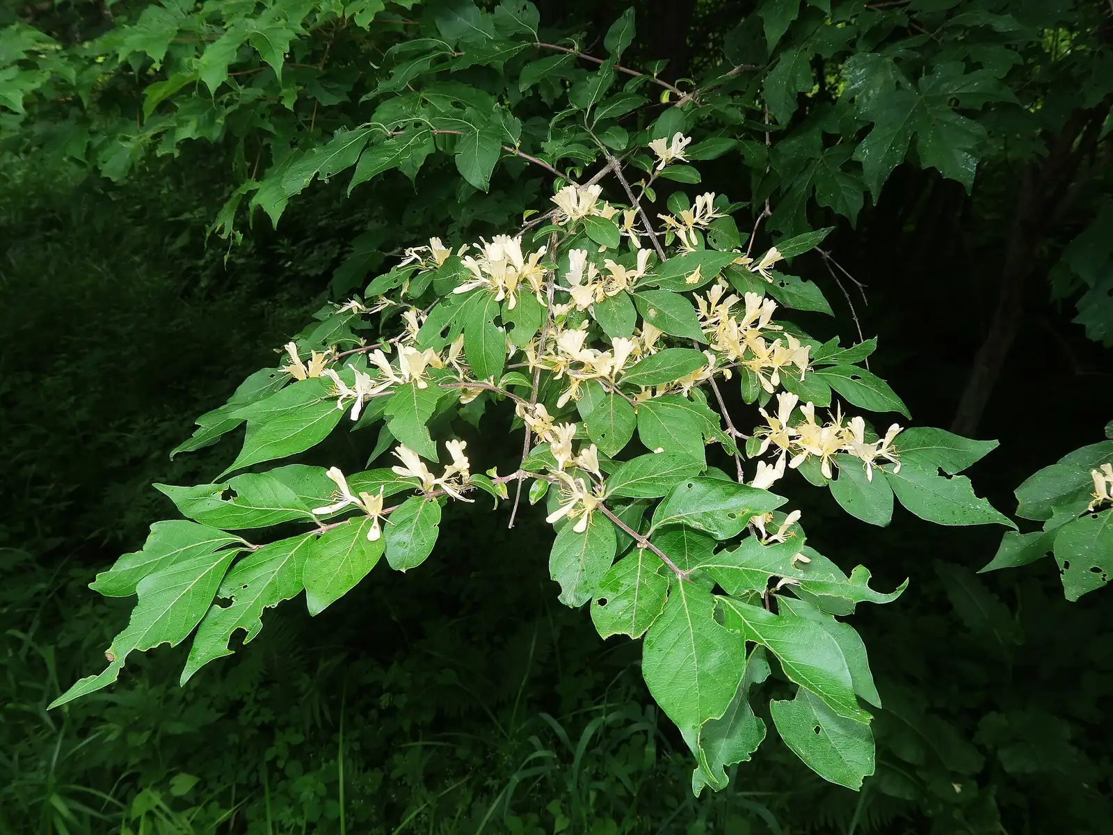 金银忍冬 (Lonicera maackii) — 更多视角