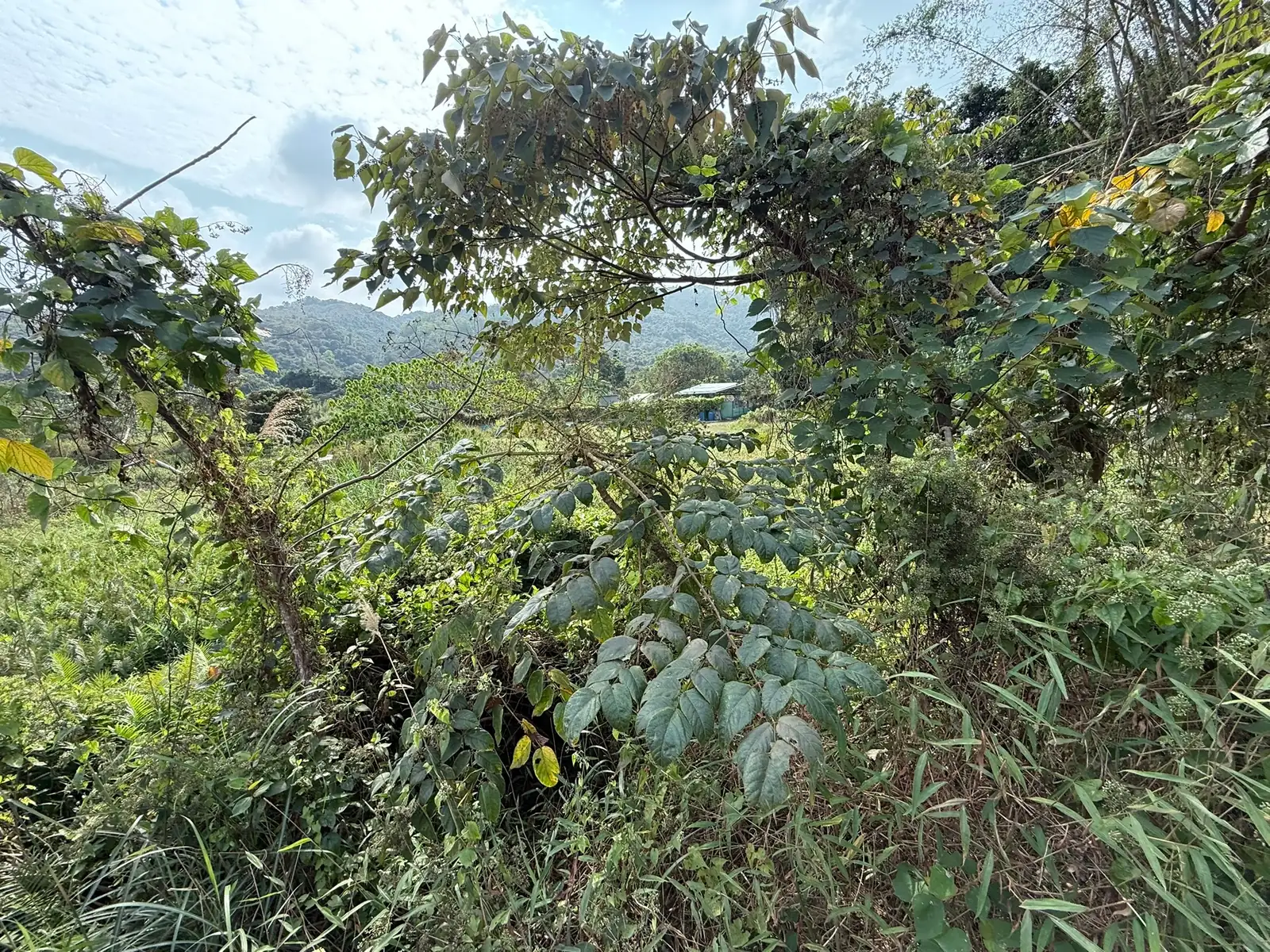 楤木 (Aralia chinensis) — 特写