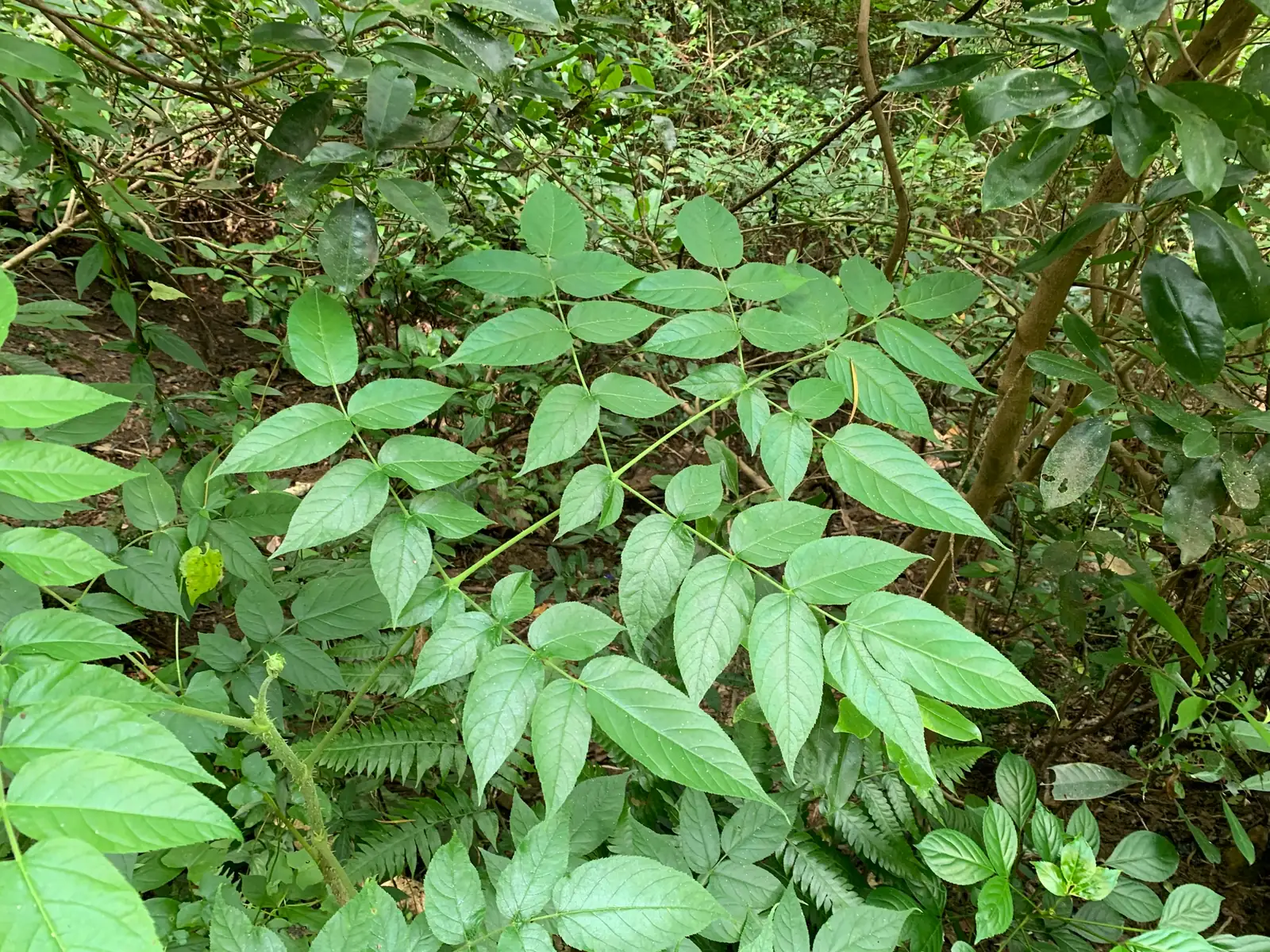 楤木 (Aralia chinensis) — 环境展示