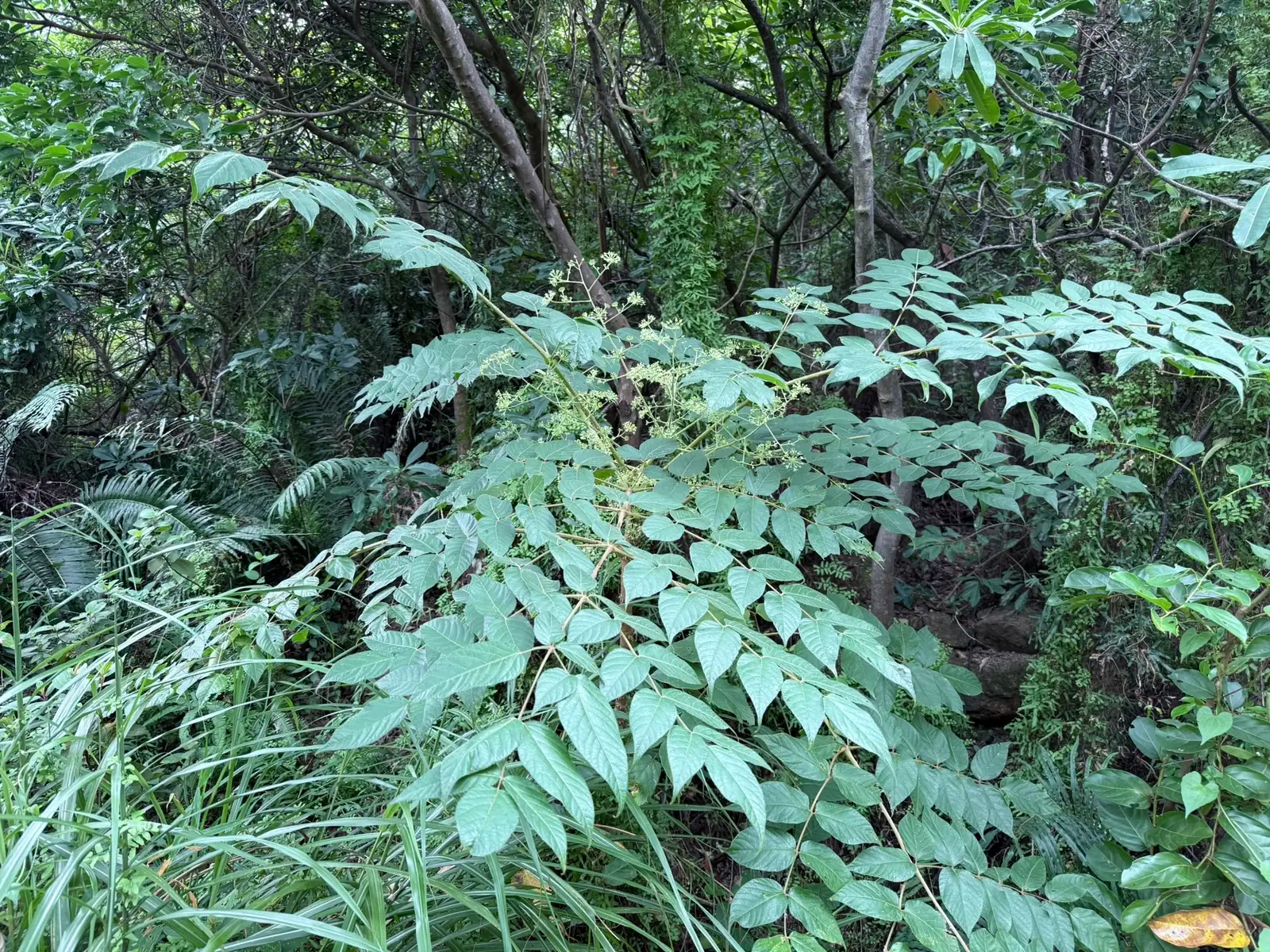 楤木 (Aralia chinensis) — 更多视角
