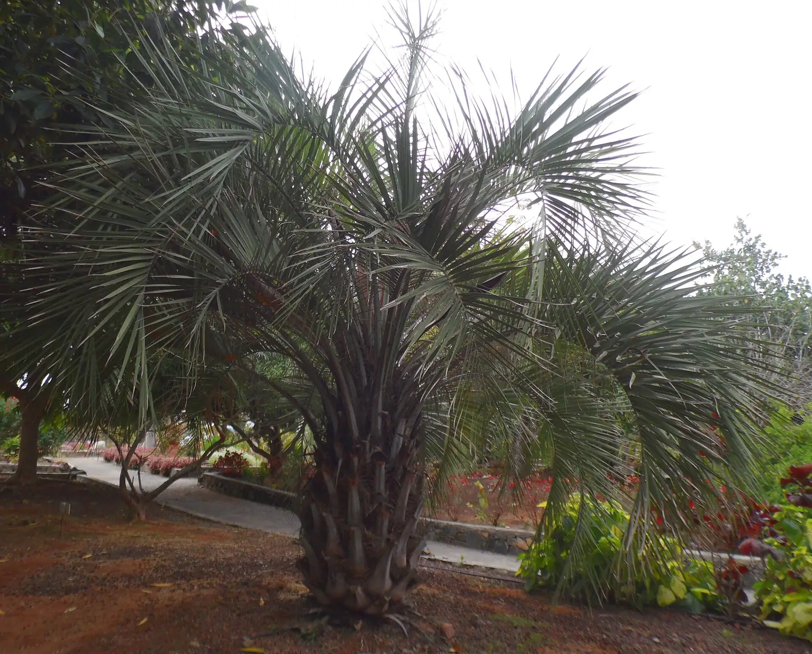 布迪椰子 (Butia capitata) — 更多视角