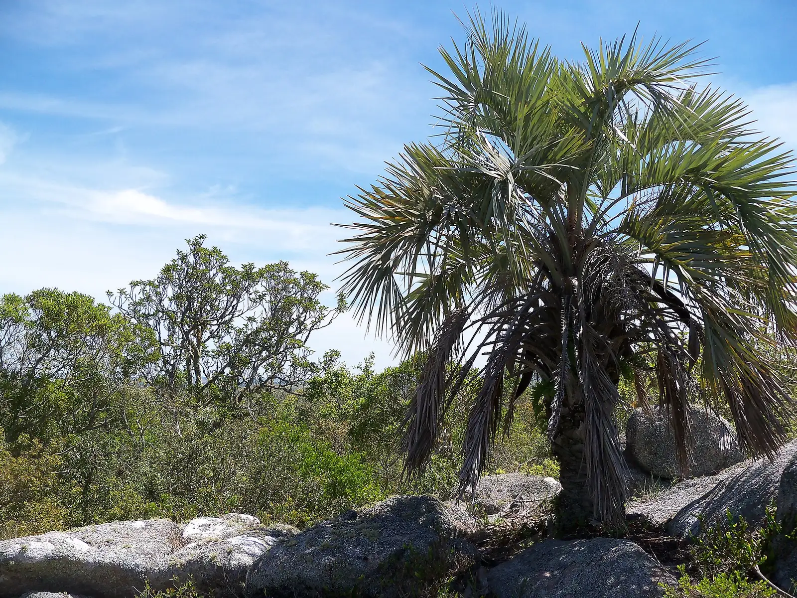 布迪椰子 (Butia capitata) — 更多视角