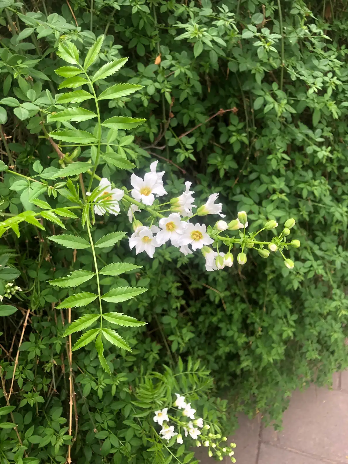 文冠果 (Xanthoceras sorbifolium) — 更多视角