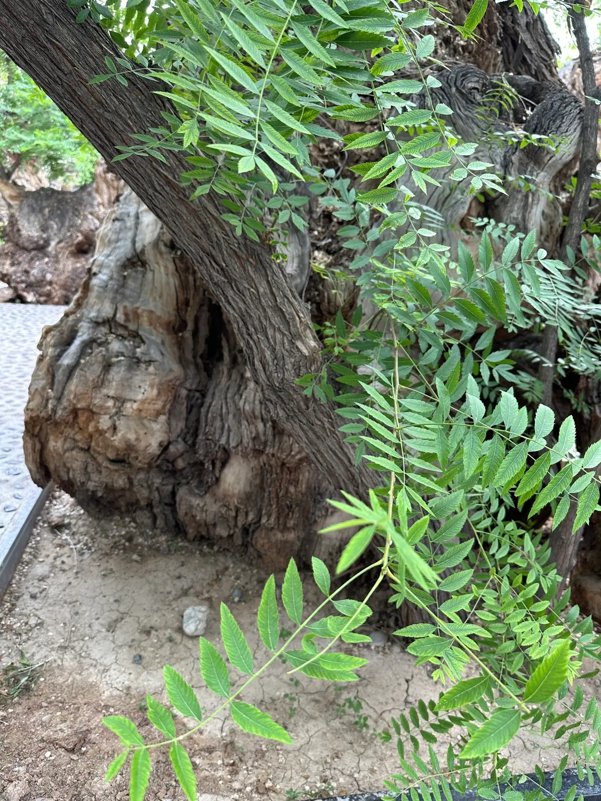 文冠果 (Xanthoceras sorbifolium) — 更多视角