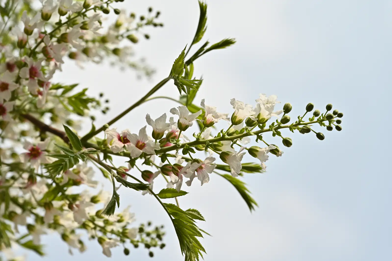 文冠果 (Xanthoceras sorbifolium) — 细节