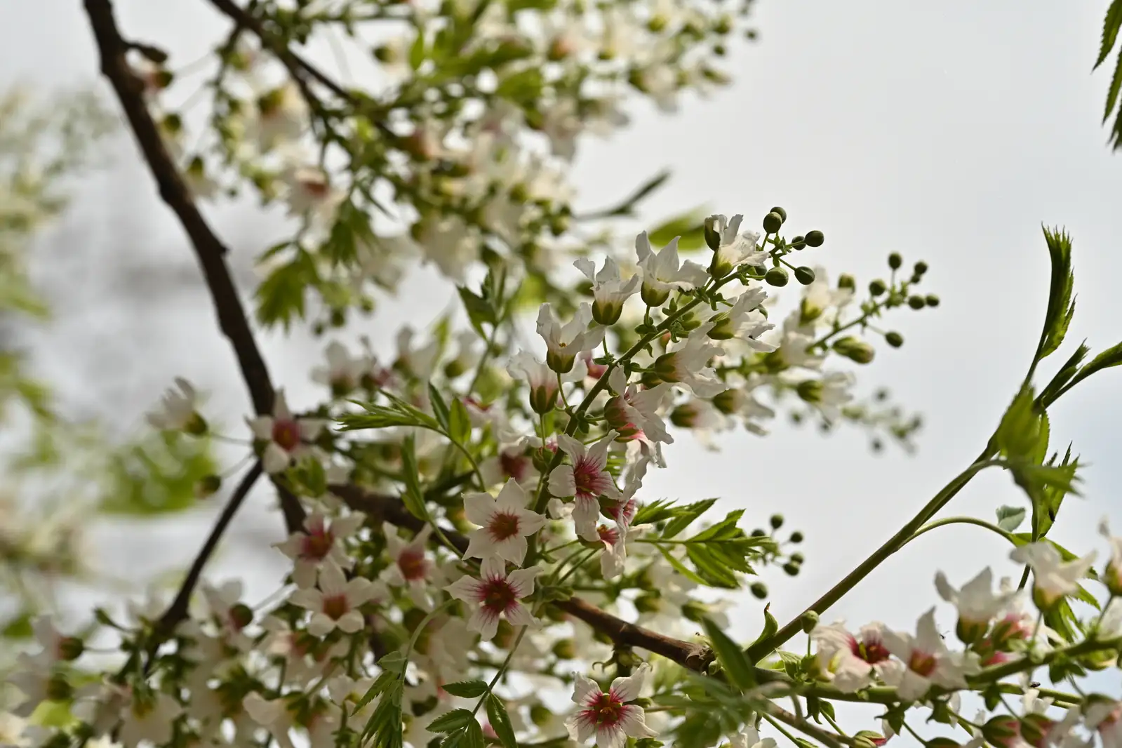 文冠果 (Xanthoceras sorbifolium) — 特写