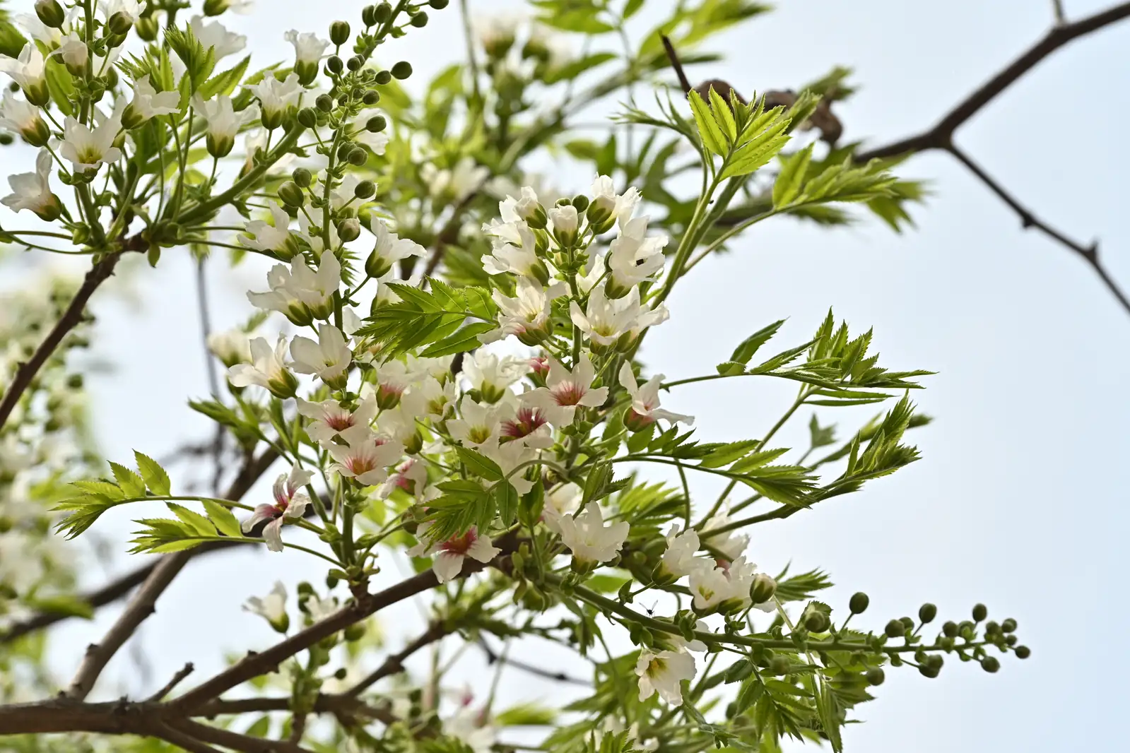 文冠果 (Xanthoceras sorbifolium) — 环境展示