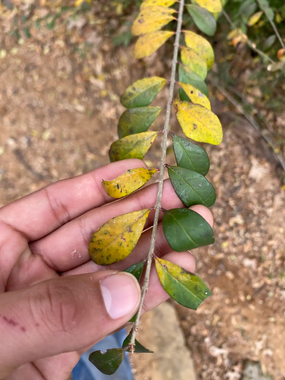 小叶女贞 (Ligustrum quihoui) — 环境展示
