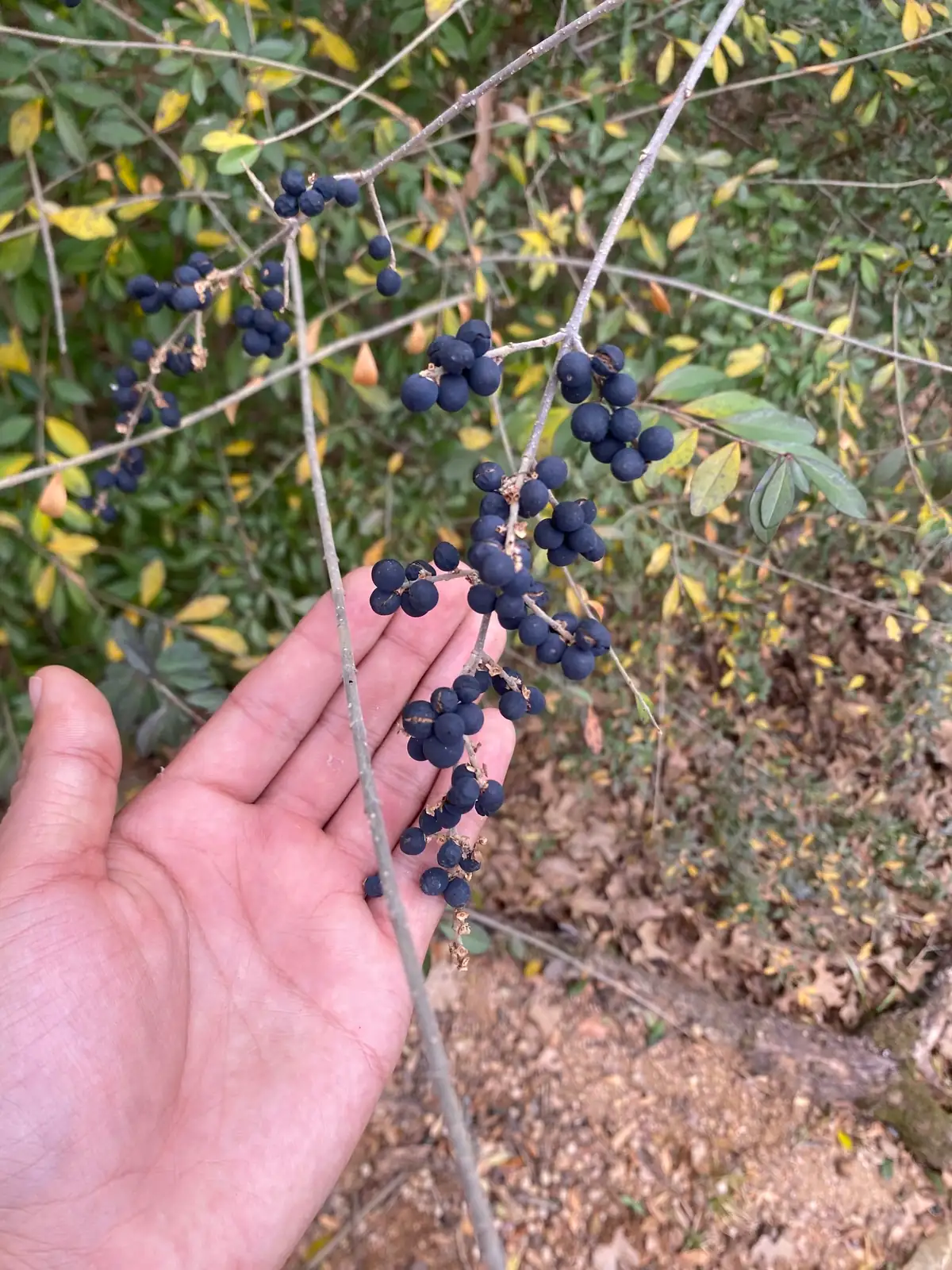 小叶女贞 (Ligustrum quihoui) — 更多视角
