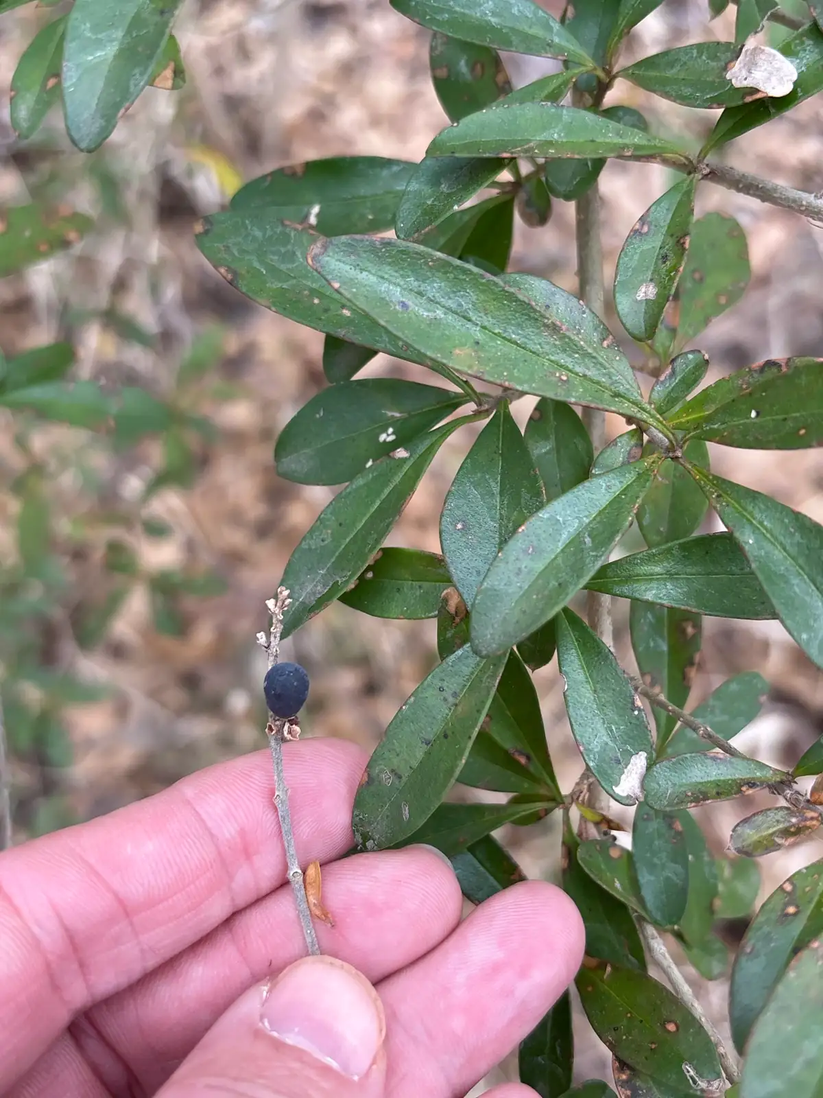 小叶女贞 (Ligustrum quihoui) — 更多视角