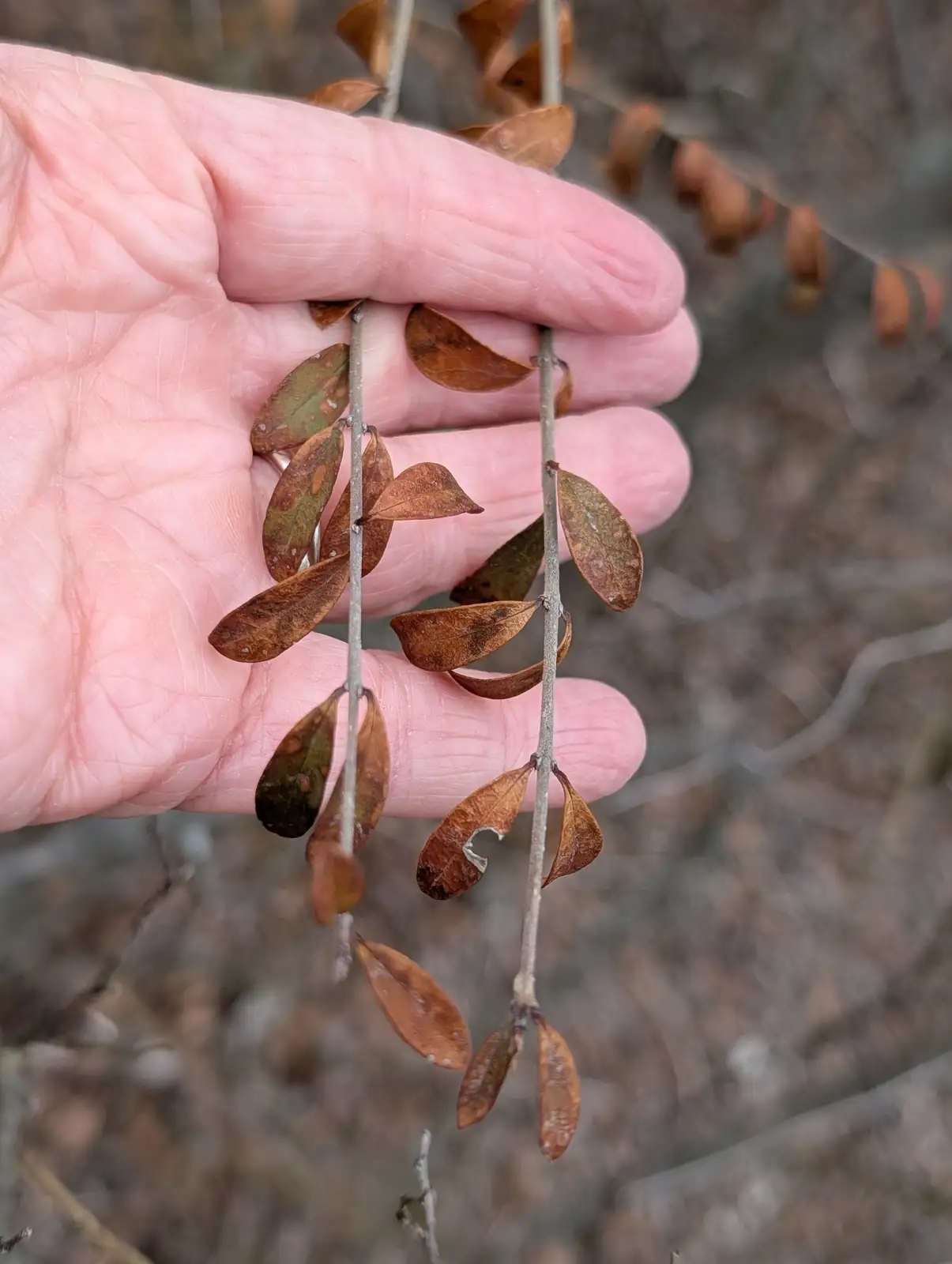 小叶女贞 (Ligustrum quihoui) — 更多视角