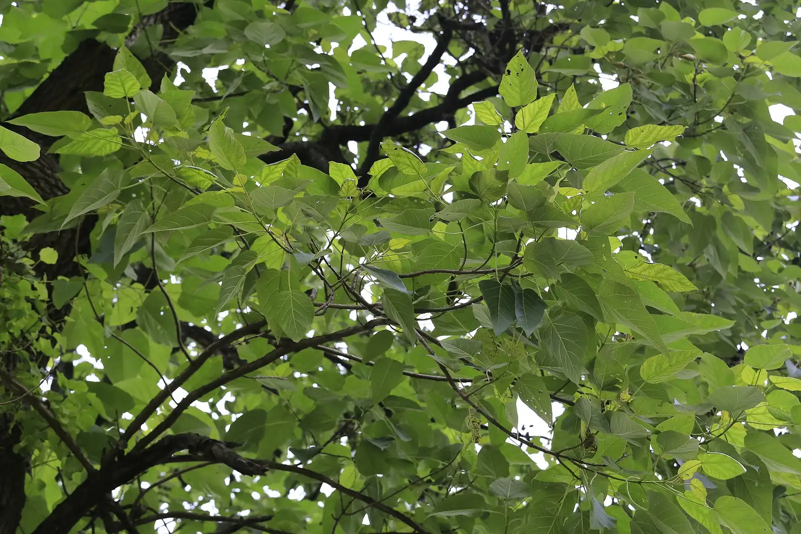 泡桐 (Paulownia fortunei) — 特写