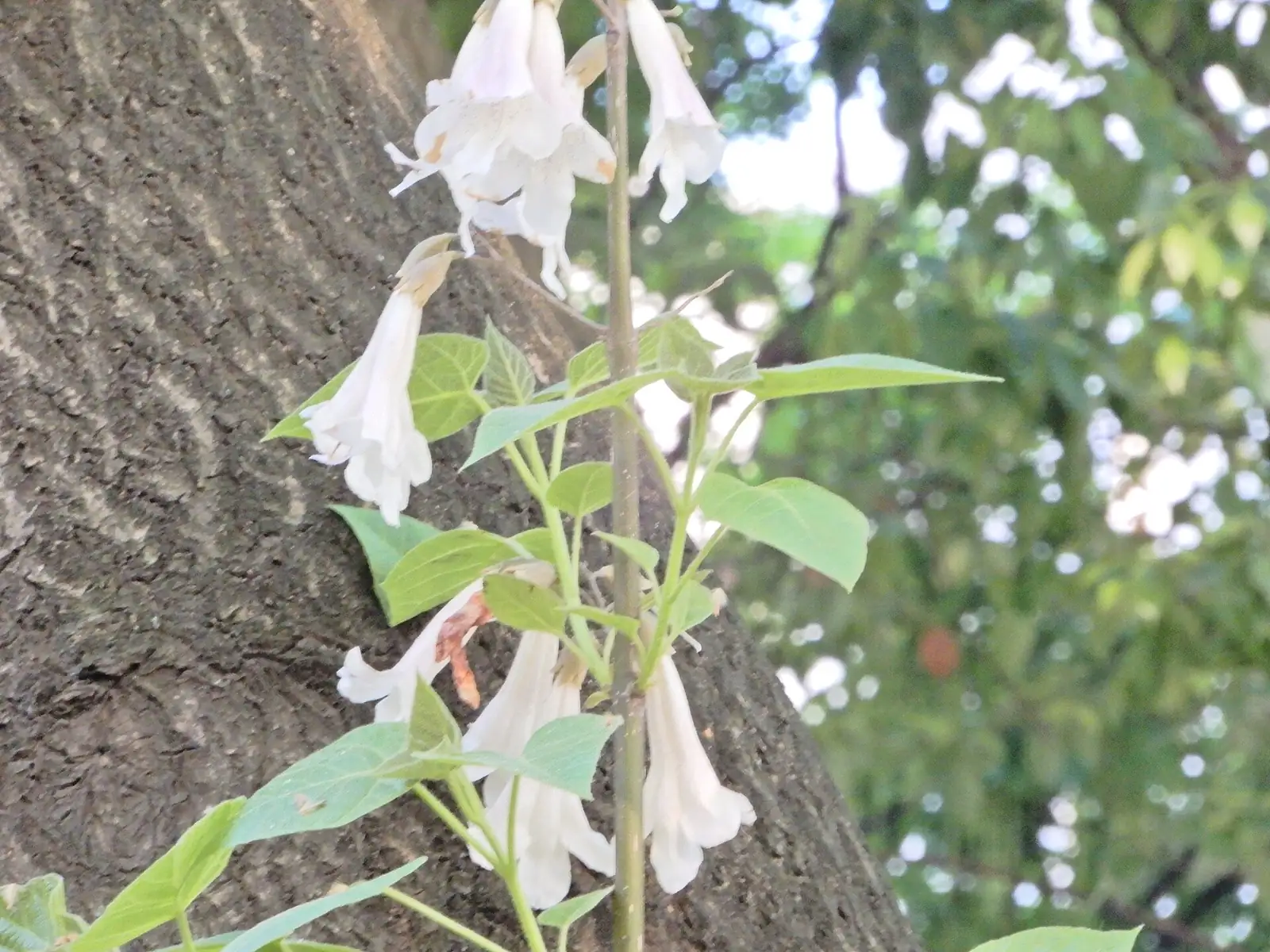泡桐 (Paulownia fortunei) — 环境展示