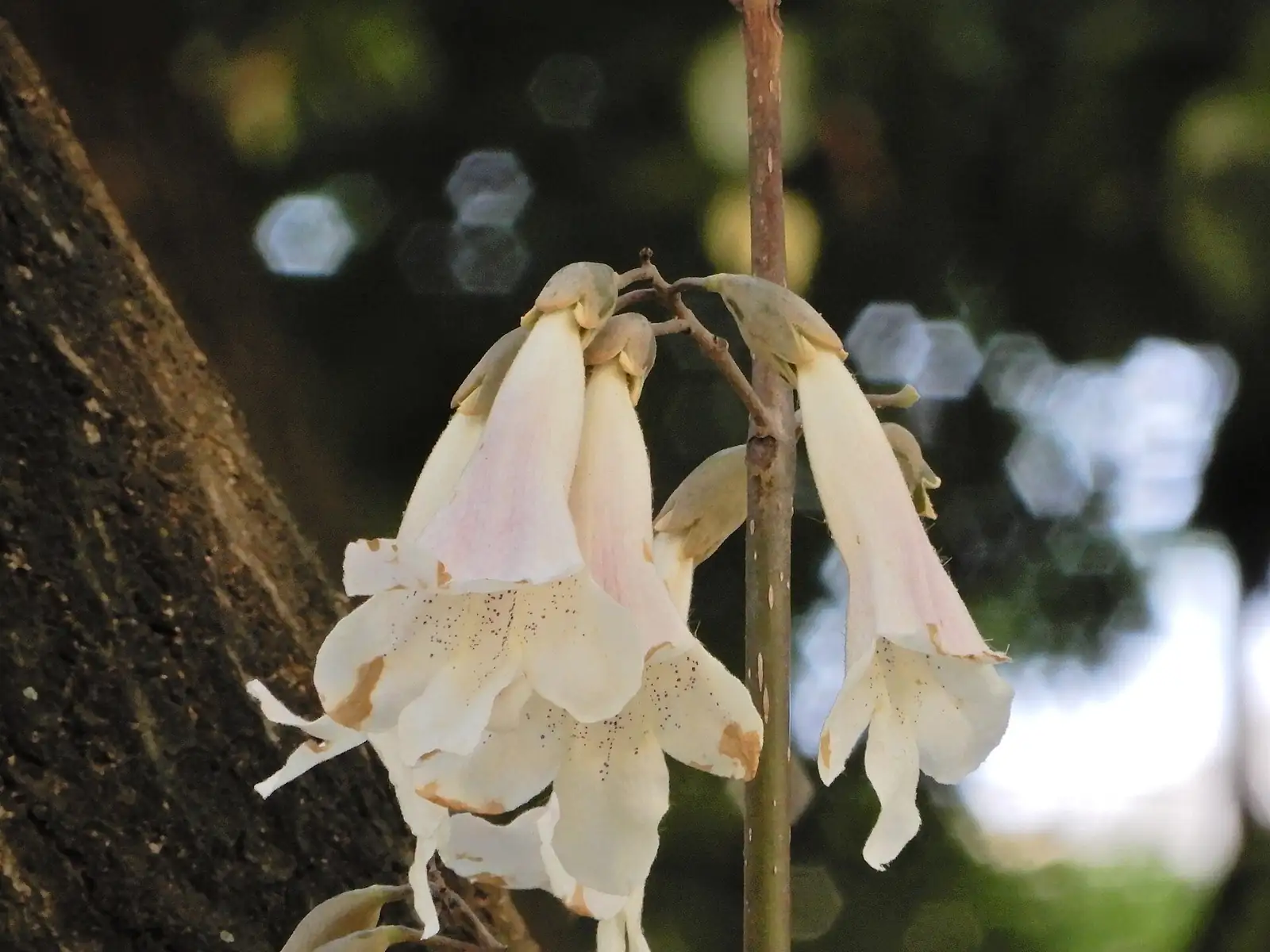 泡桐 (Paulownia fortunei) — 更多视角
