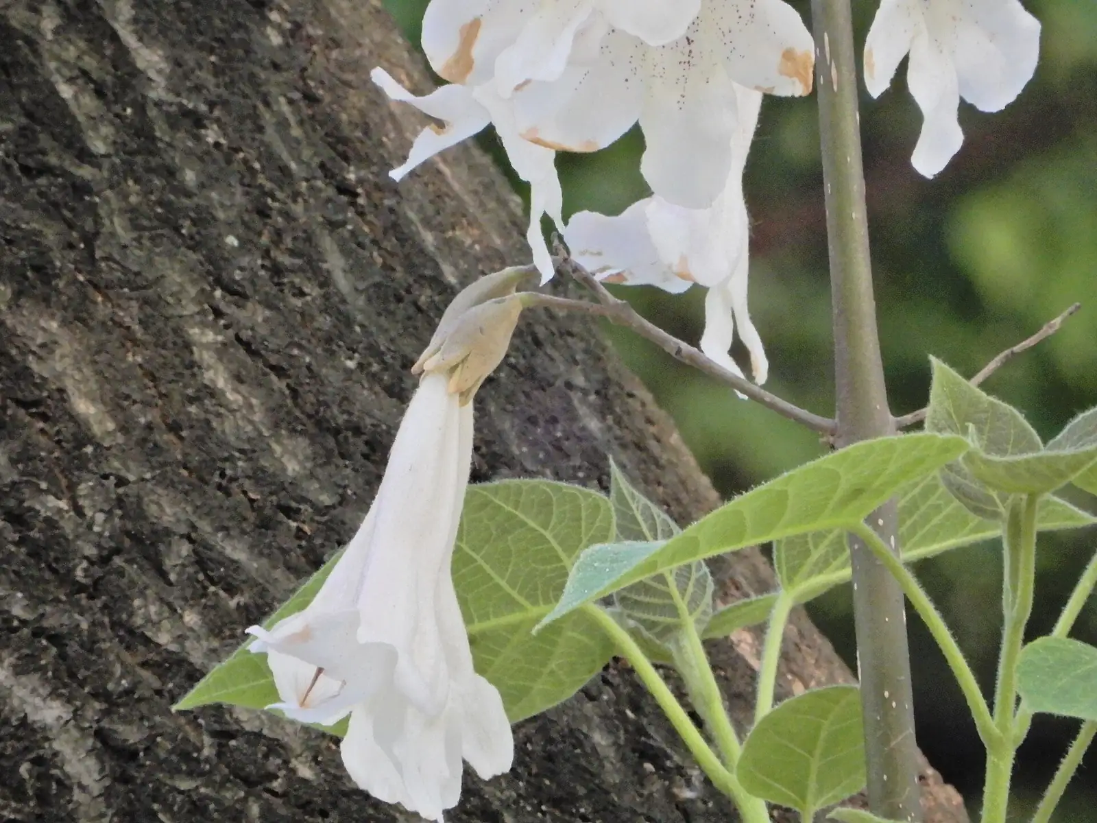 泡桐 (Paulownia fortunei) — 更多视角