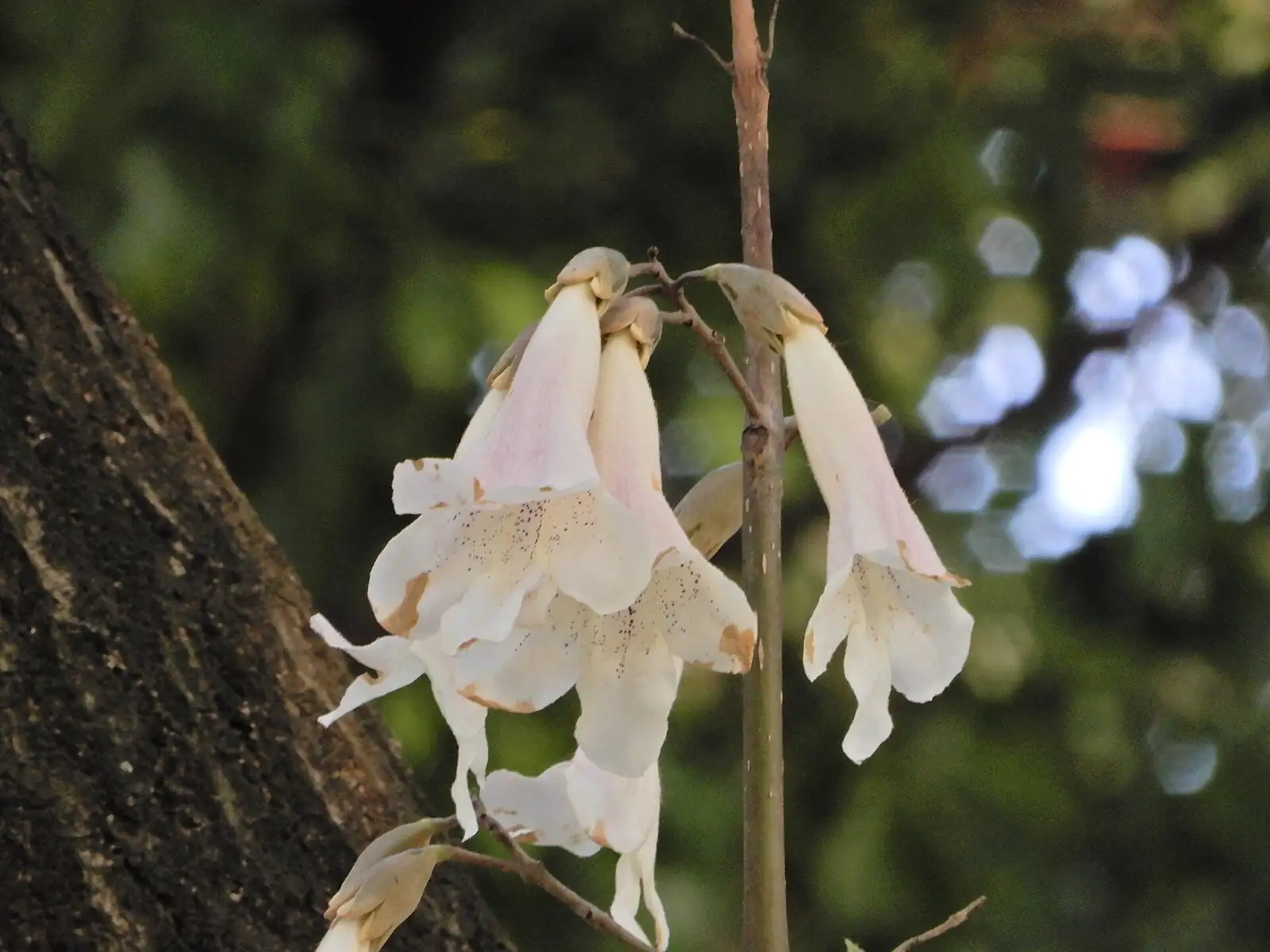 泡桐 (Paulownia fortunei) — 更多视角