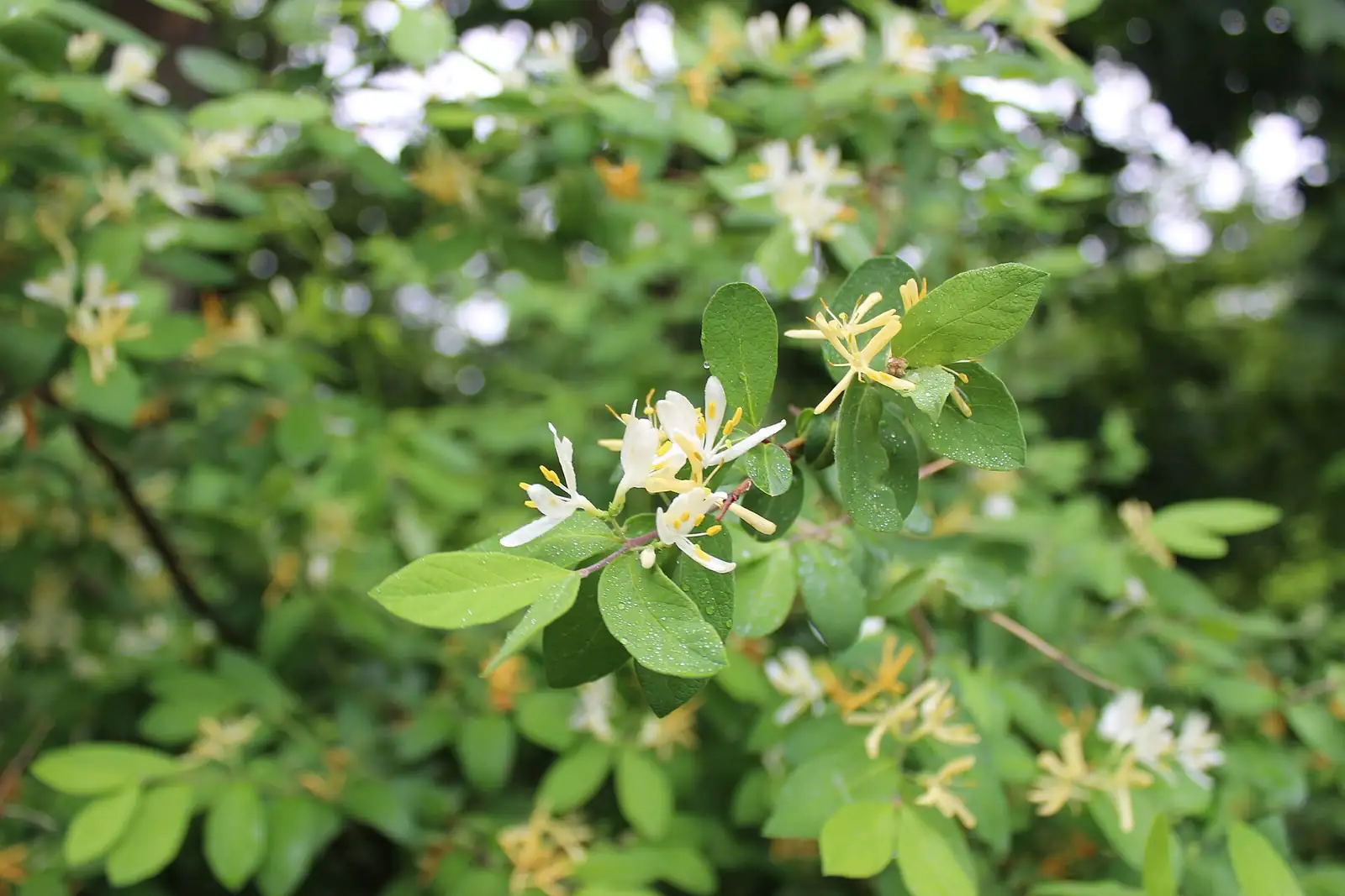 金银花 (Lonicera japonica) — 环境展示