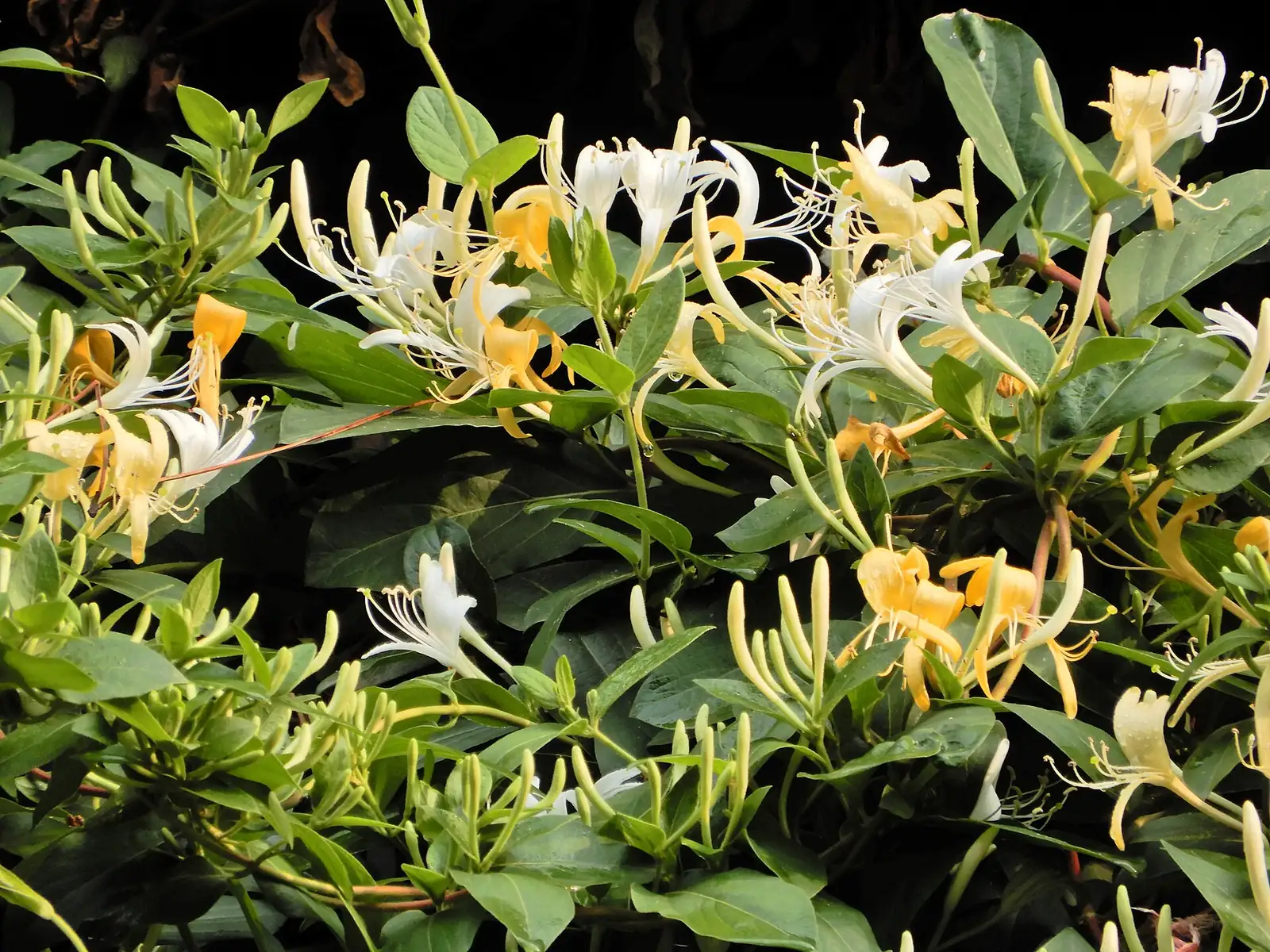金银花 (Lonicera japonica) — 更多视角