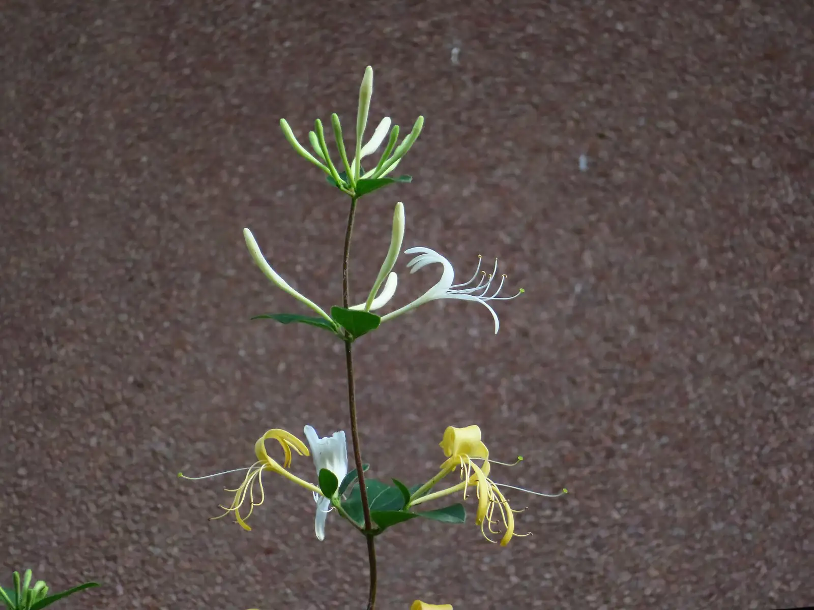 金银花 (Lonicera japonica) — 更多视角