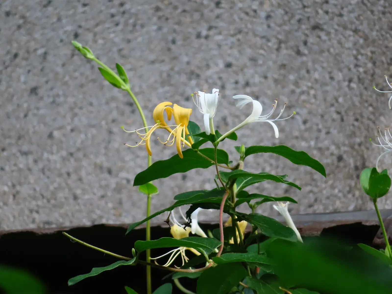 金银花 (Lonicera japonica) — 更多视角