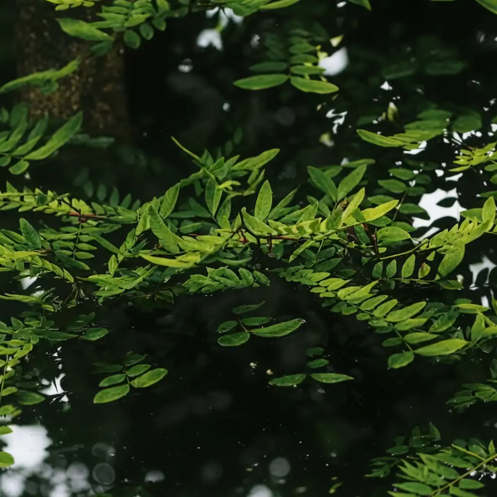 美国皂荚 (Gleditsia triacanthos) — 细节