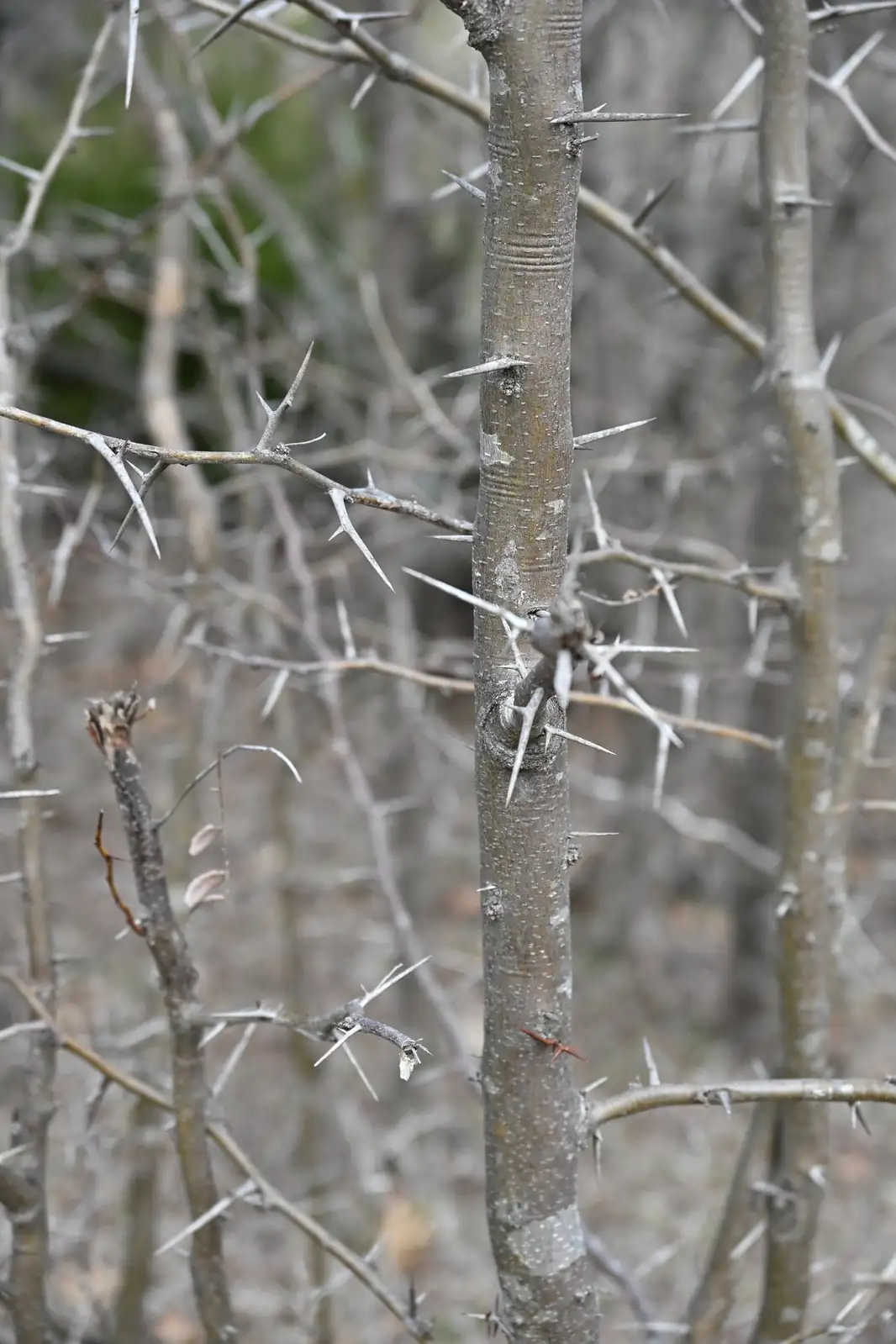 美国皂荚 (Gleditsia triacanthos) — 特写