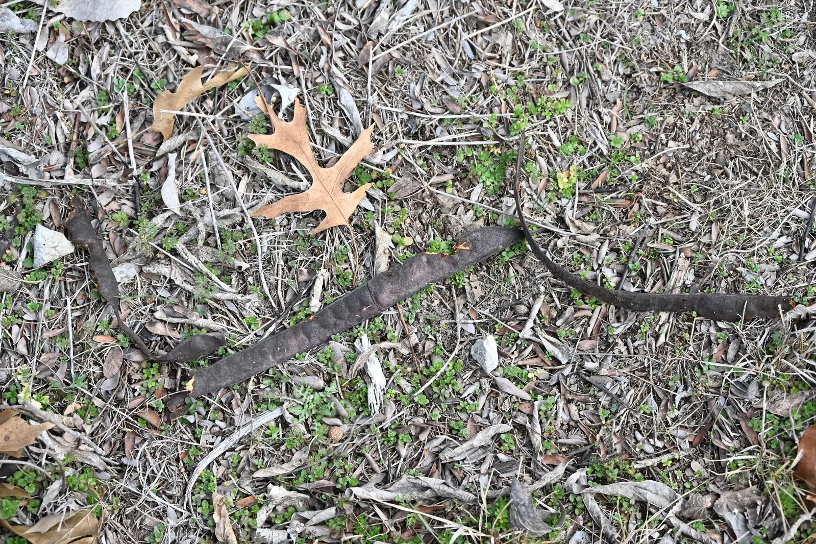 美国皂荚 (Gleditsia triacanthos) — 环境展示