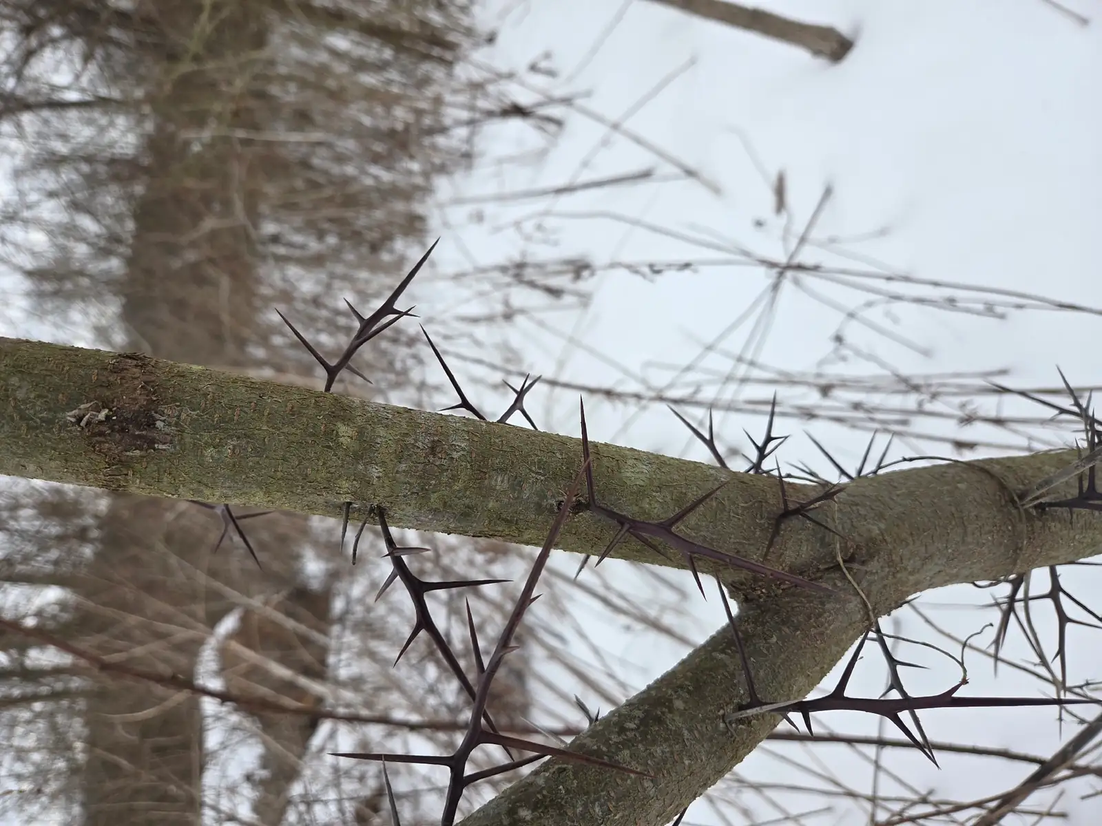 美国皂荚 (Gleditsia triacanthos) — 更多视角