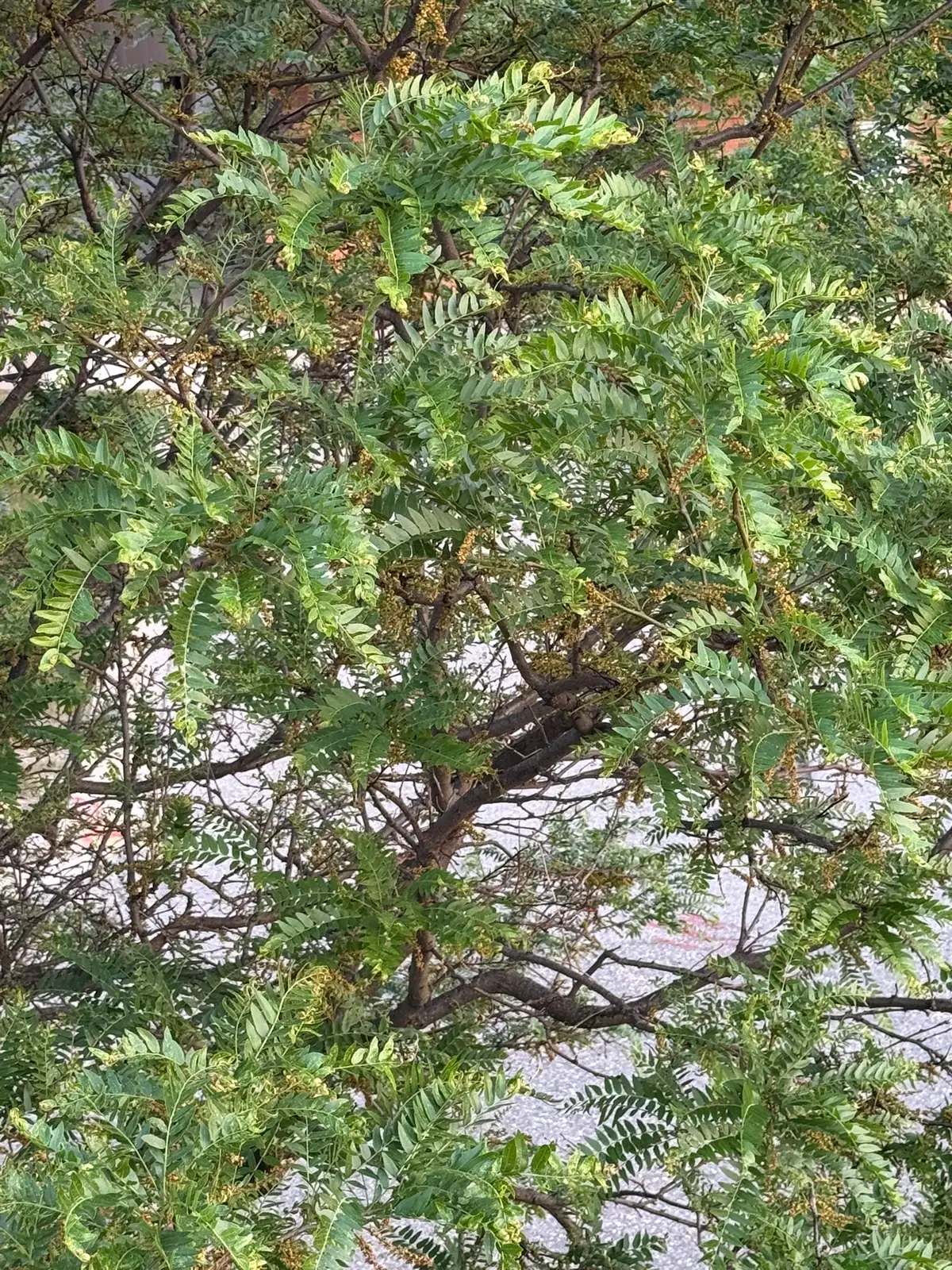 美国皂荚 (Gleditsia triacanthos) — 更多视角