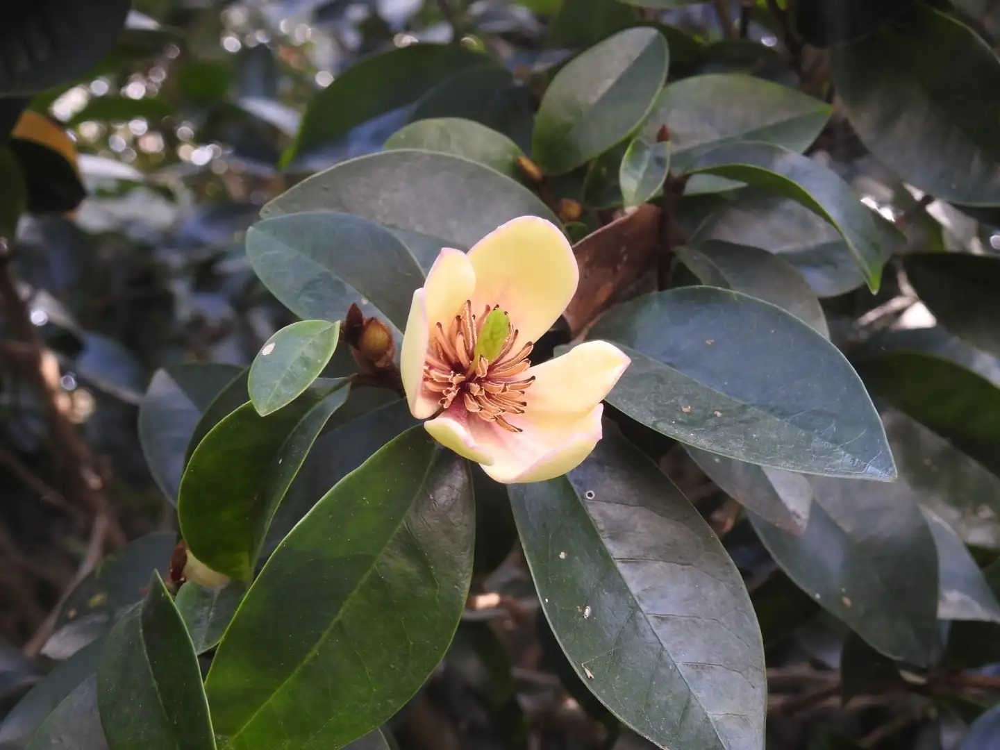 含笑 (Magnolia figo) — 环境展示