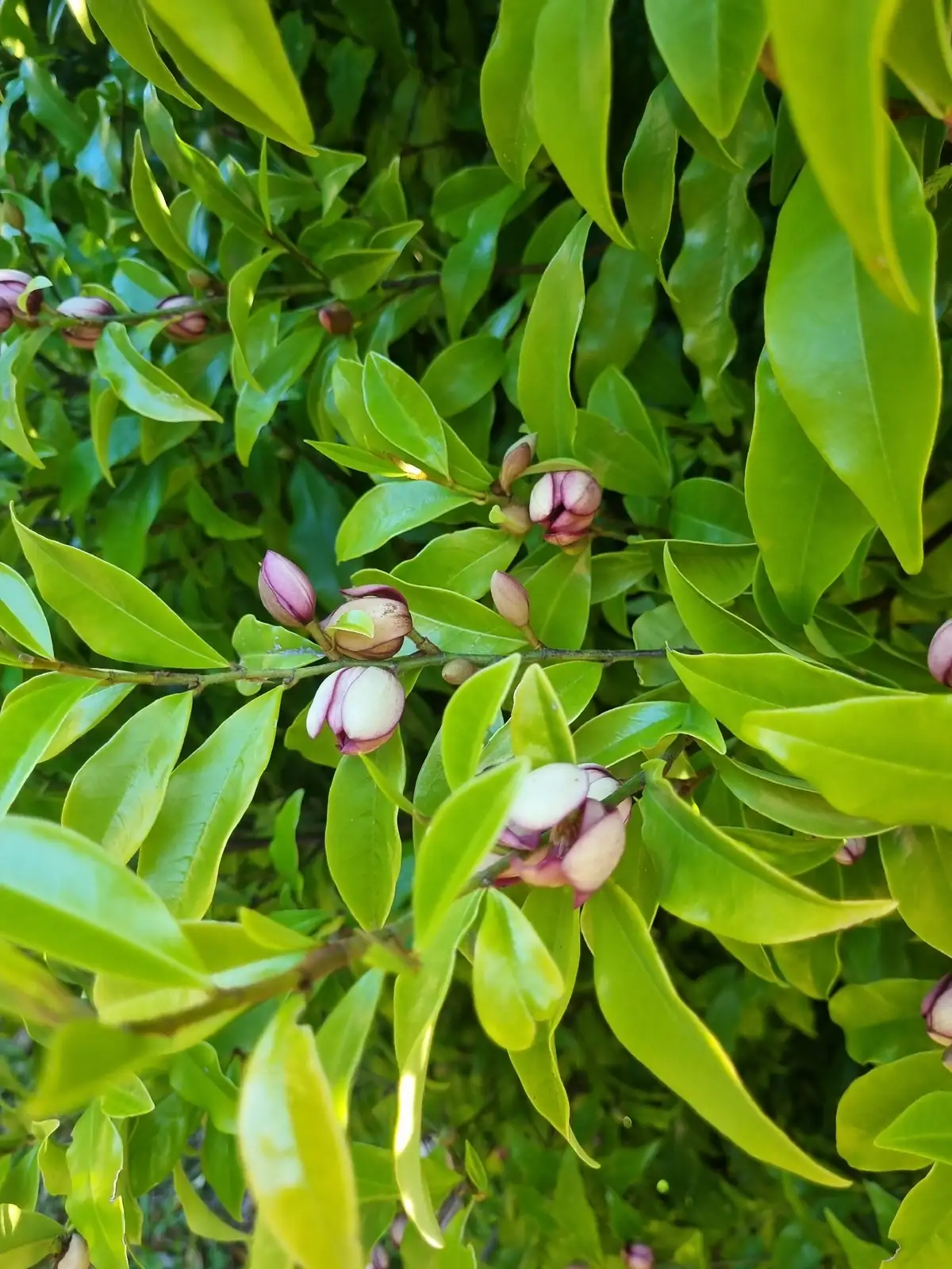 含笑 (Magnolia figo) — 更多视角
