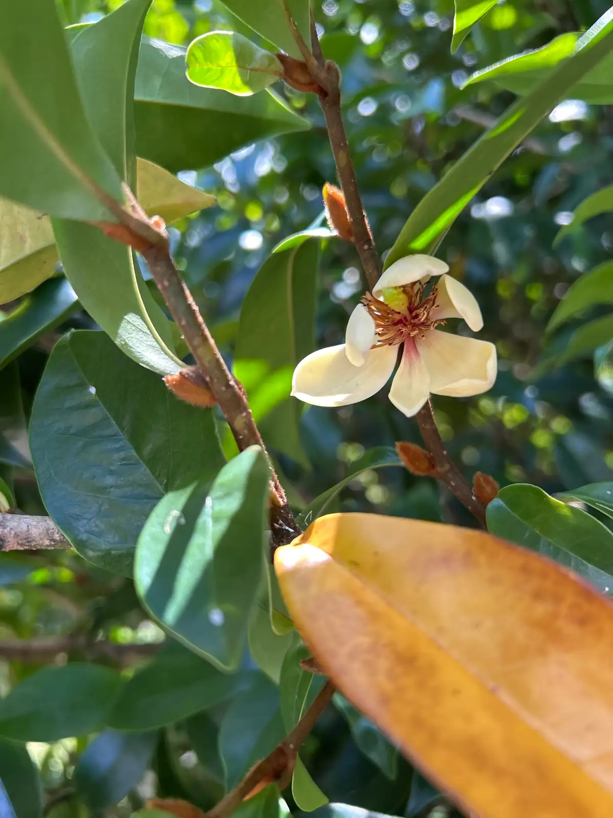 含笑 (Magnolia figo) — 特写