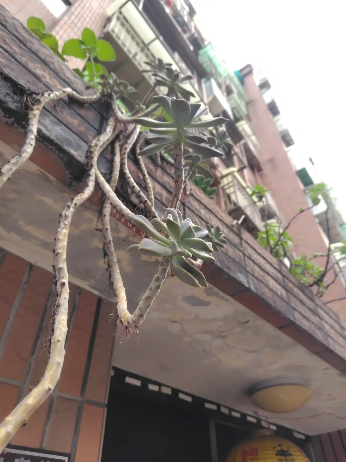抱石莲 (Lepidogrammitis dymoglossoides) — 更多视角