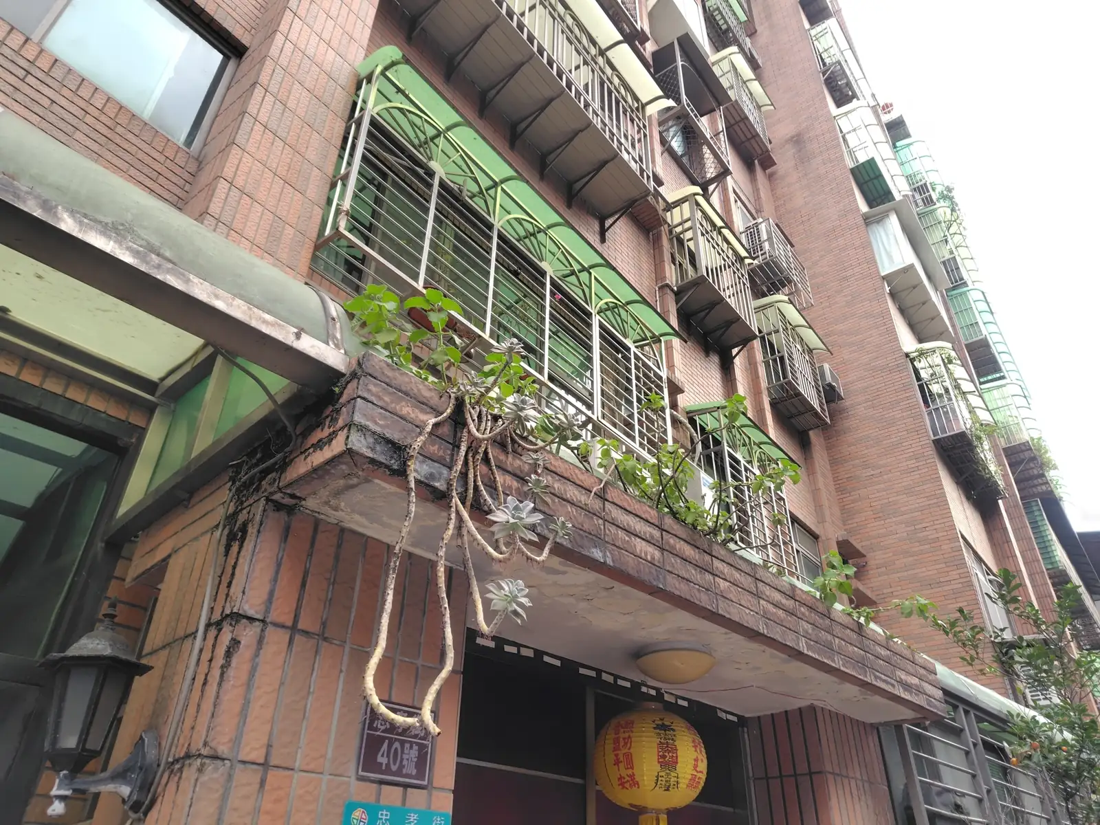 抱石莲 (Lepidogrammitis dymoglossoides) — 更多视角