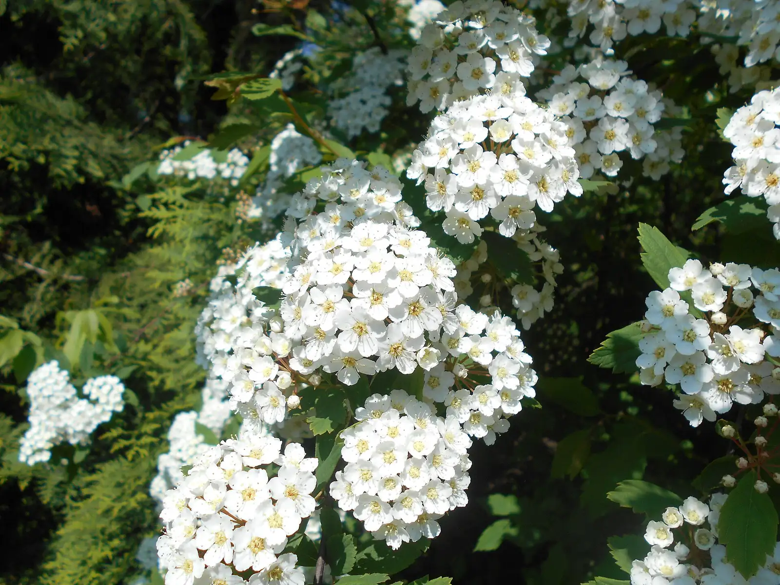 Blume
