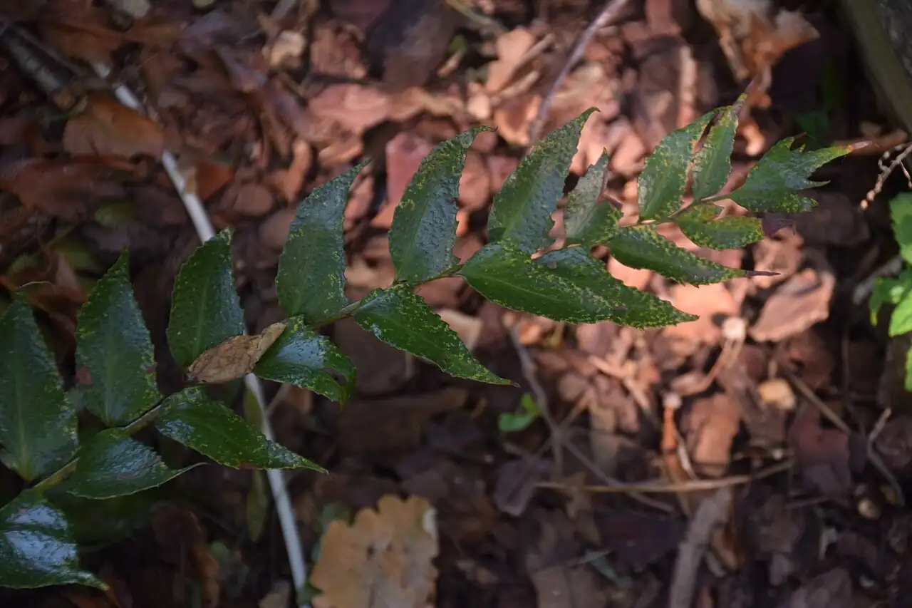全缘贯众 (Cyrtomium falcatum) — 特写