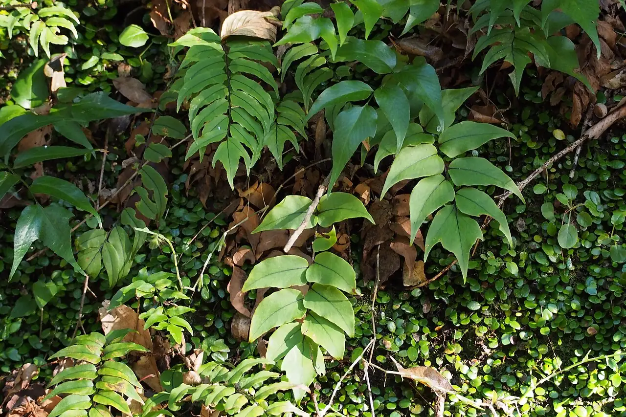 全缘贯众 (Cyrtomium falcatum) — 环境展示