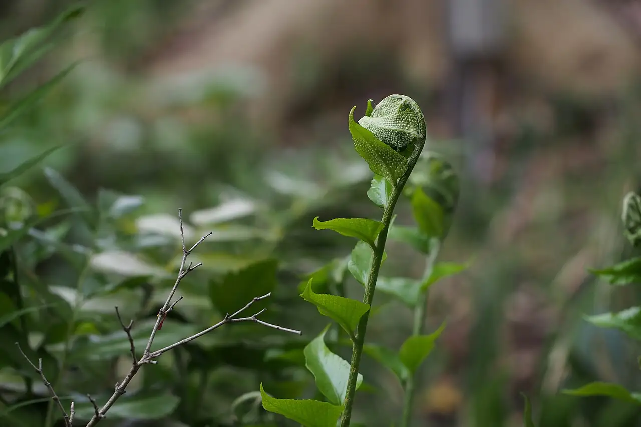 全缘贯众 (Cyrtomium falcatum) — 更多视角