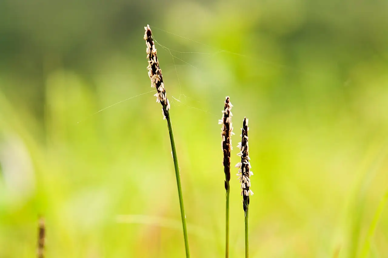 结缕草 (Zoysia japonica) — 更多视角