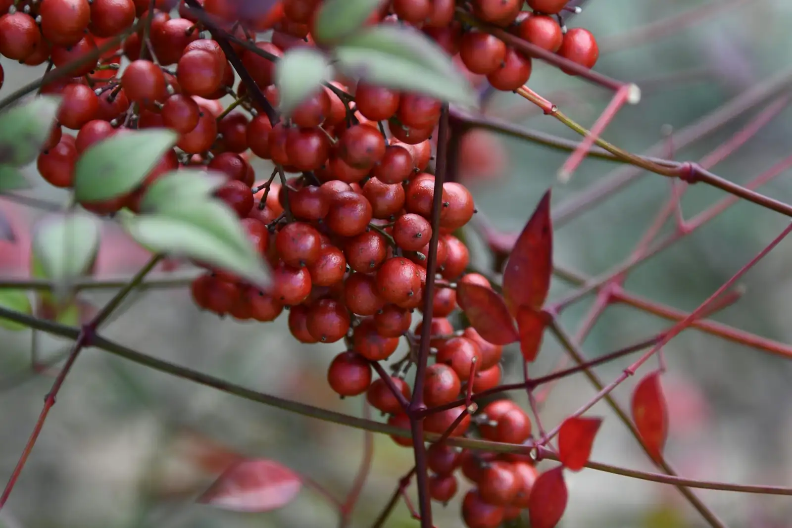 南天竹 (Nandina domestica) — 特写