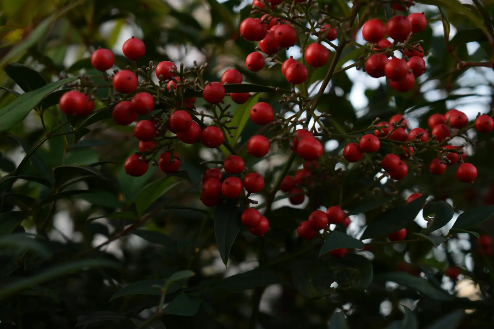 南天竹 (Nandina domestica) — 更多视角