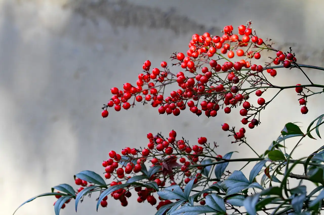 南天竹 (Nandina domestica) — 更多视角