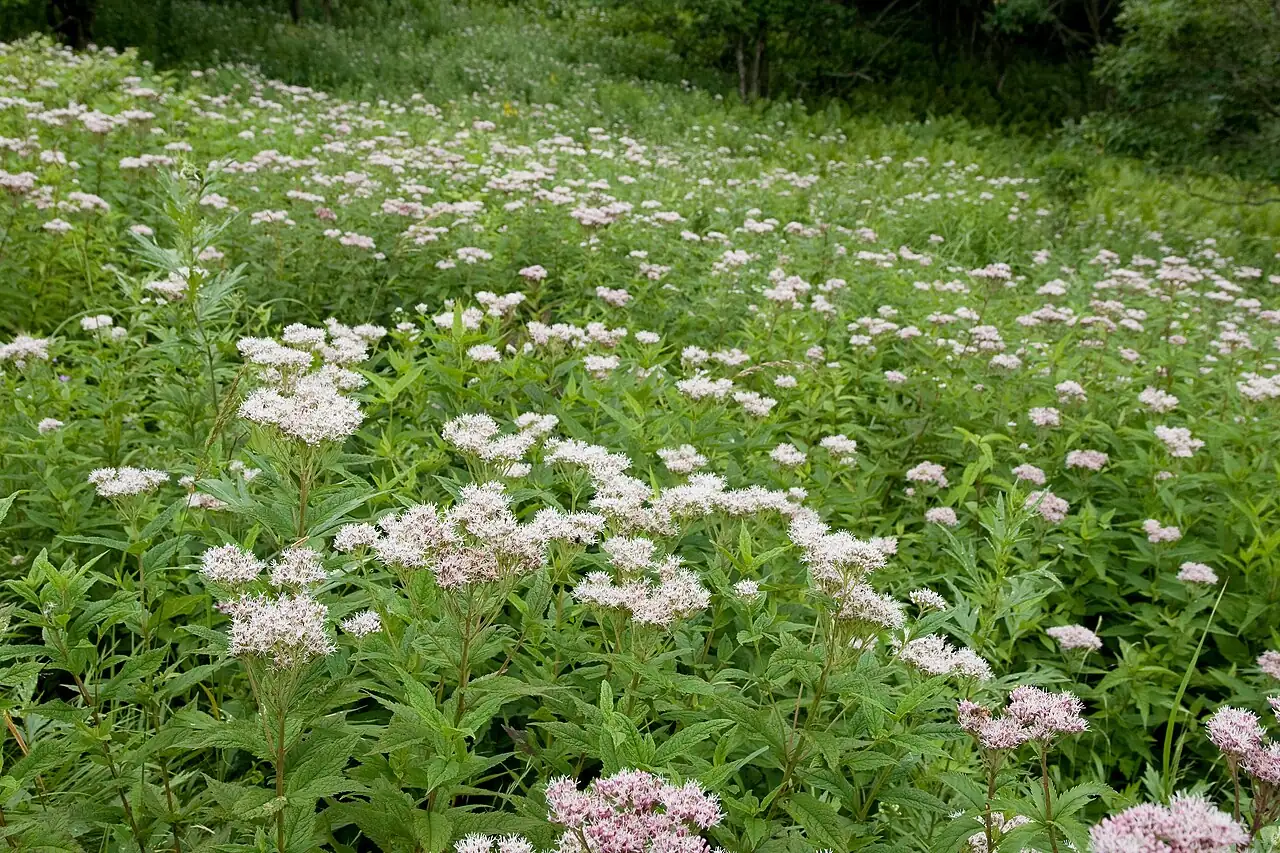 多须公 (Eupatorium chinense) — 更多视角