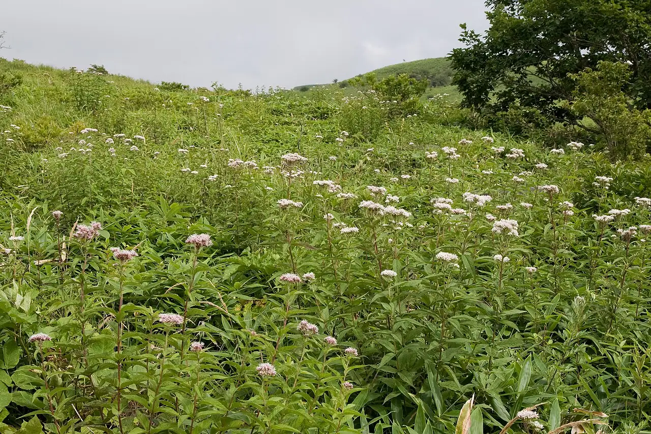 多须公 (Eupatorium chinense) — 更多视角