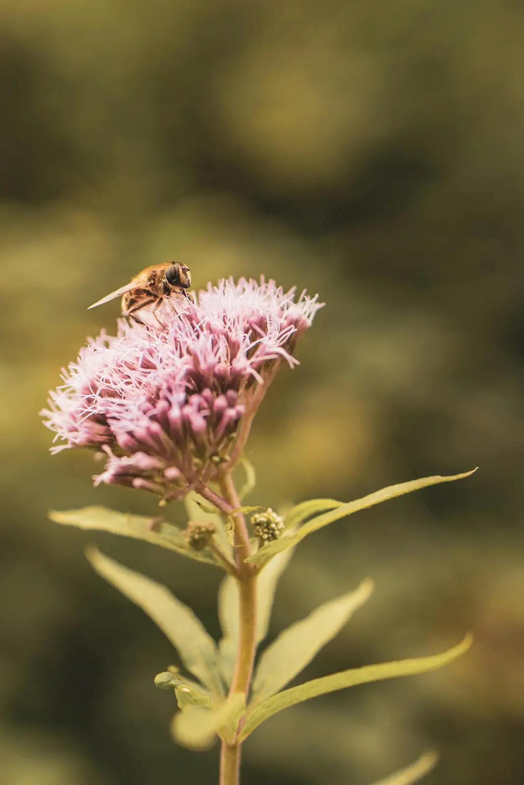 多须公 (Eupatorium chinense) — 更多视角