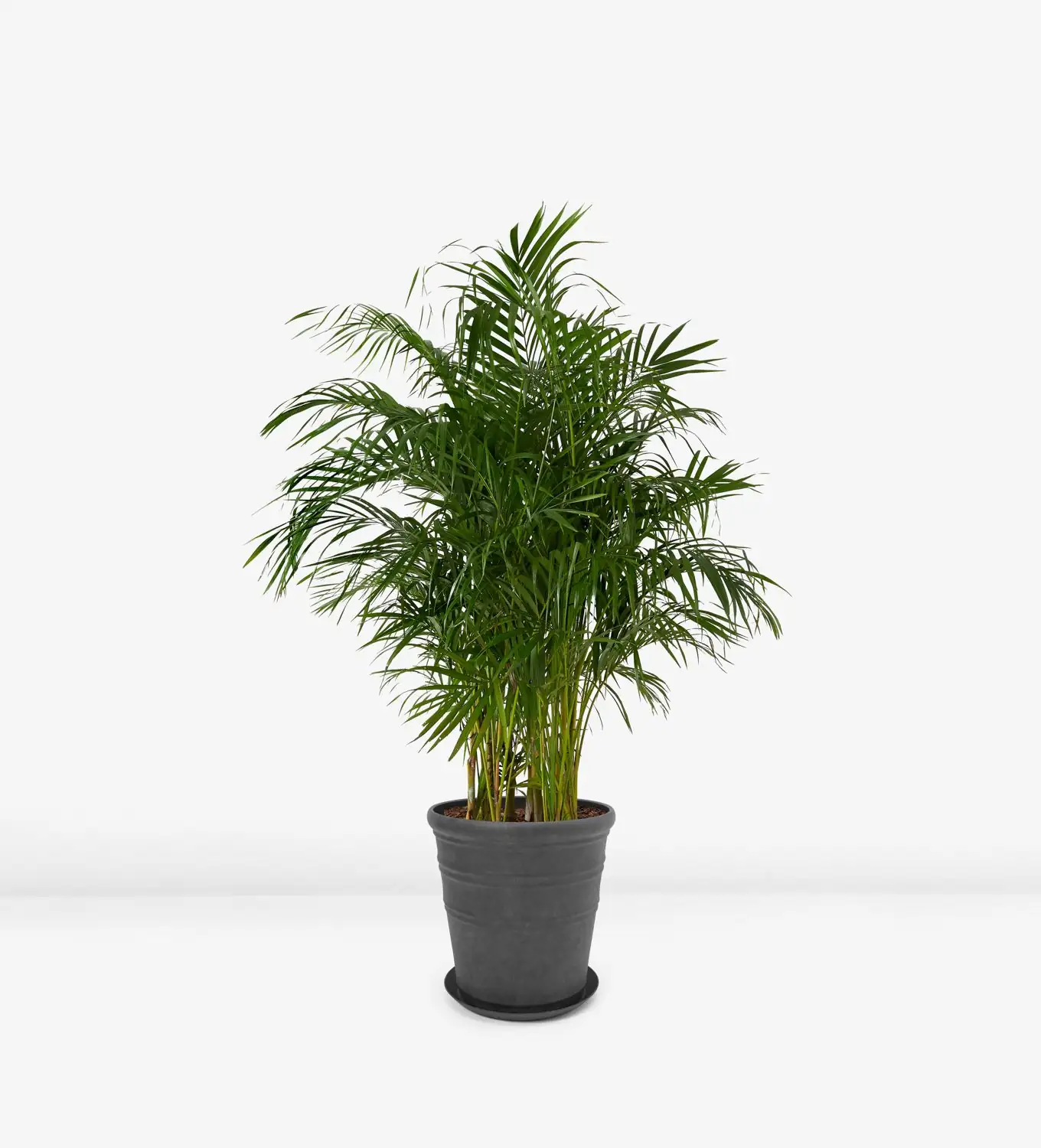 Areca Palm (Dypsis lutescens (syn. Chrysalidocarpus lutescens)) — detail