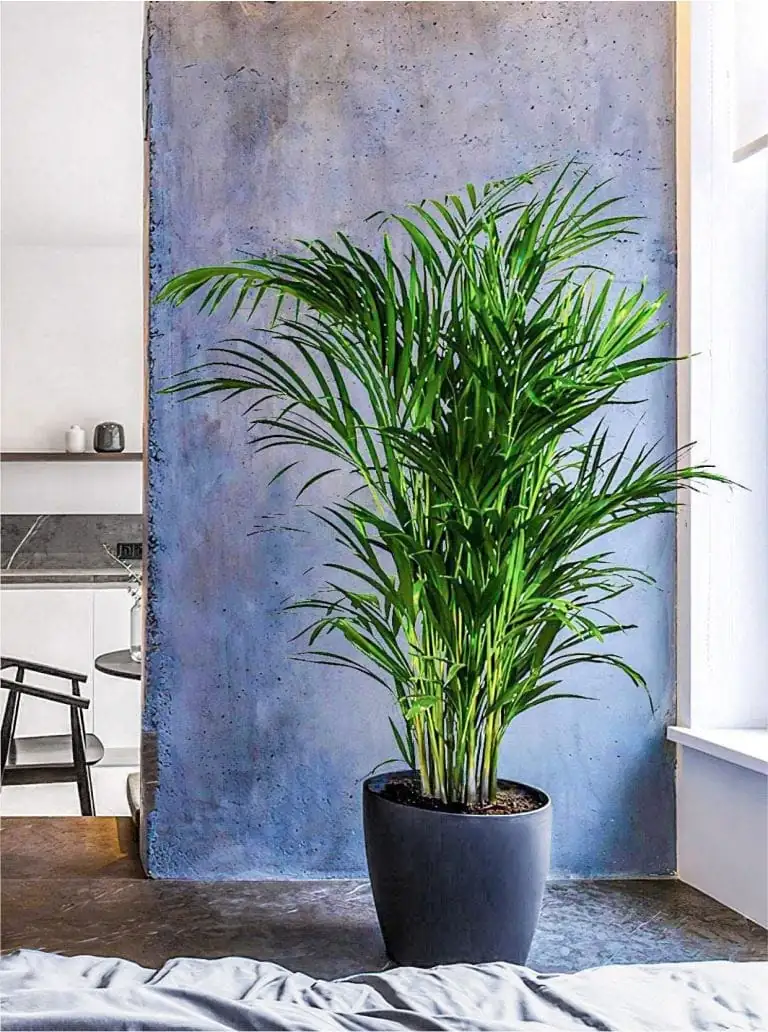 Areca Palm (Dypsis lutescens (syn. Chrysalidocarpus lutescens)) — close-up