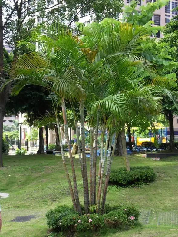 Areca Palm (Dypsis lutescens (syn. Chrysalidocarpus lutescens)) — in setting