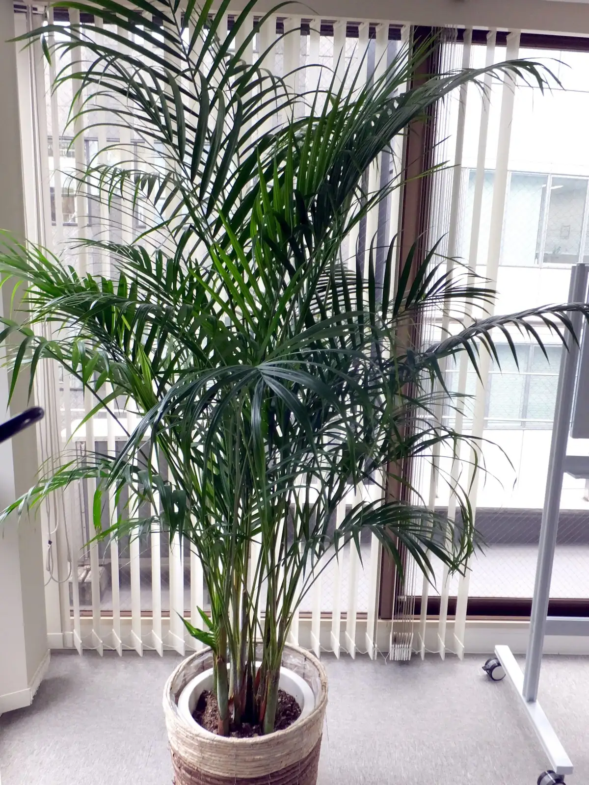 Areca Palm (Dypsis lutescens (syn. Chrysalidocarpus lutescens)) — additional view